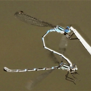 Austrolestes leda at Yarralumla, ACT - 16 Oct 2025 by JohnBundock