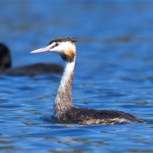 Podiceps cristatus at Googong, NSW - 13 Oct 2025 by jb2602
