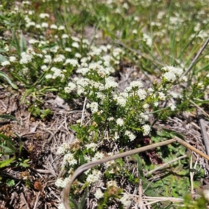 Asperula conferta (Common Woodruff) at Duffy, ACT - 17 Oct 2025 by KevGuevara