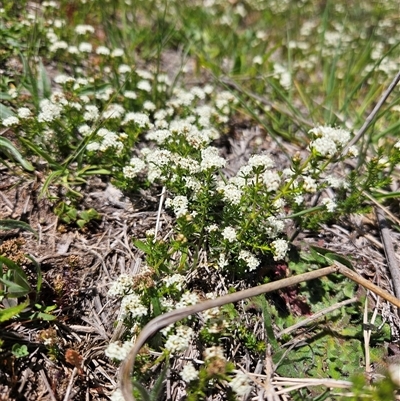 Asperula conferta (Common Woodruff) at Duffy, ACT - 17 Oct 2025 by KevGuevara