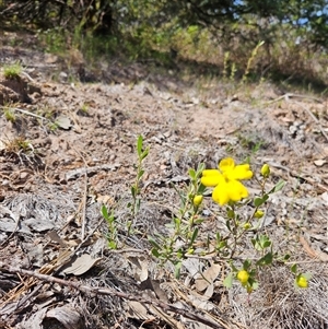 Hibbertia obtusifolia (Grey Guinea-flower) at Duffy, ACT - Yesterday by KevGuevara
