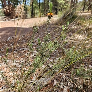 Dillwynia sericea (Egg And Bacon Peas) at Duffy, ACT - Yesterday by KevGuevara