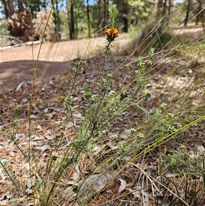 Dillwynia sericea (Egg And Bacon Peas) at Duffy, ACT - 17 Oct 2025 by KevGuevara