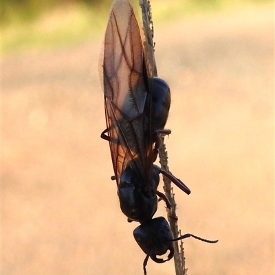 Unverified Ant (Hymenoptera, Formicidae) at Kambah, ACT - Yesterday by HelenCross