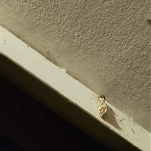 Unverified Moth (Lepidoptera) at Dubbo, NSW - Yesterday by Emadownton