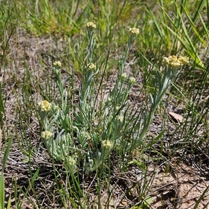 Pseudognaphalium luteoalbum at Duffy, ACT - Yesterday by KevGuevara