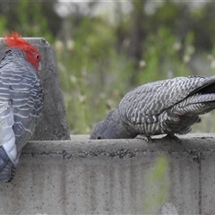 Callocephalon fimbriatum (Gang-gang Cockatoo) at Fisher, ACT - 17 Oct 2025 by HelenCross
