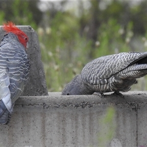 Callocephalon fimbriatum (Gang-gang Cockatoo) at Fisher, ACT - Yesterday by HelenCross