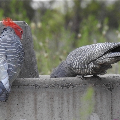 Callocephalon fimbriatum (Gang-gang Cockatoo) at Fisher, ACT - 17 Oct 2025 by HelenCross