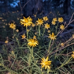 Xerochrysum viscosum (Sticky Everlasting) at Fisher, ACT - 17 Oct 2025 by HelenCross