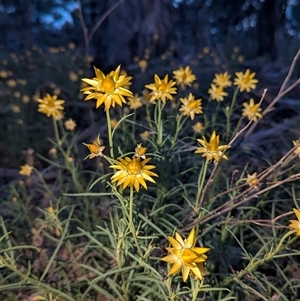 Xerochrysum viscosum at Fisher, ACT - Yesterday by HelenCross