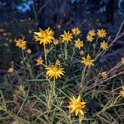 Xerochrysum viscosum (Sticky Everlasting) at Fisher, ACT - 17 Oct 2025 by HelenCross