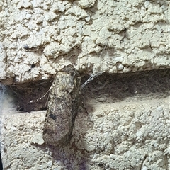Agrotis porphyricollis (Variable Cutworm) at Penrose, NSW - 17 Oct 2025 by Aussiegall