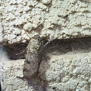 Agrotis porphyricollis by Aussiegall