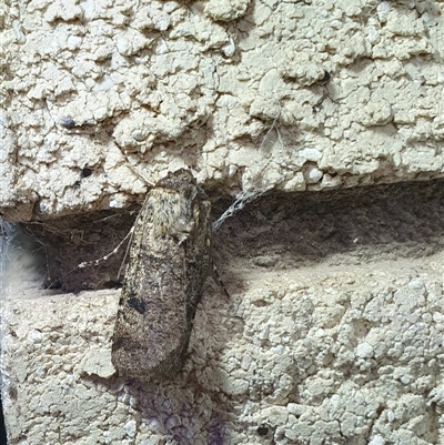 Agrotis porphyricollis (Variable Cutworm) at Penrose, NSW - 17 Oct 2025 by Aussiegall