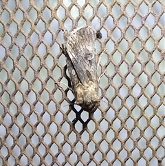 Agrotis munda (Brown Cutworm) at Penrose, NSW - 17 Oct 2025 by Aussiegall