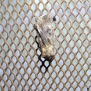 Agrotis munda (Brown Cutworm) by Aussiegall