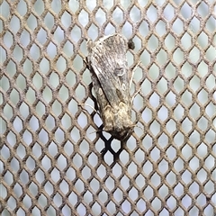 Agrotis munda at Penrose, NSW - suppressed