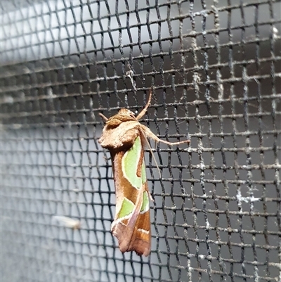 Cosmodes elegans (Green Blotched Moth) at Penrose, NSW - 17 Oct 2025 by Aussiegall