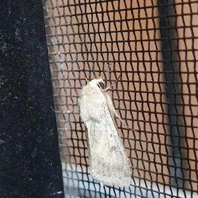 Noctuidae (family) at  - suppressed by Aussiegall