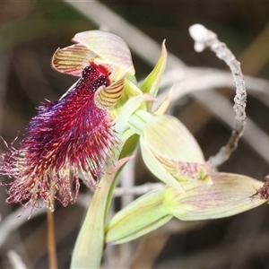 Calochilus platychilus (Purple Beard Orchid) at Yarralumla, ACT - Yesterday by Harrisi