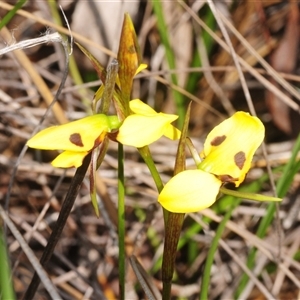 Diuris chryseopsis at Yarralumla, ACT - Yesterday by Harrisi