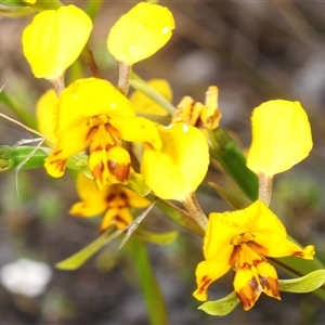 Diuris nigromontana (Black Mountain Leopard Orchid) at Yarralumla, ACT - Yesterday by Harrisi
