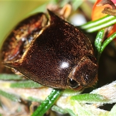 Monocrepidius (genus) (Click beetle) at Bruce, ACT - 17 Oct 2025 by Harrisi