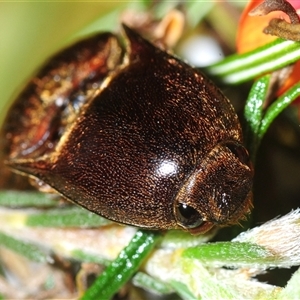 Unverified Click beetle (Elateridae) at Bruce, ACT - 17 Oct 2025 by Harrisi