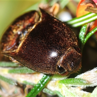 Monocrepidius (genus) (Click beetle) at Bruce, ACT - 17 Oct 2025 by Harrisi