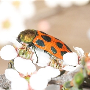 Castiarina octomaculata (A jewel beetle) at Yarralumla, ACT - Yesterday by Harrisi