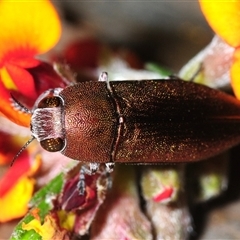 Melobasis propinqua (Propinqua jewel beetle) at Yarralumla, ACT - 17 Oct 2025 by Harrisi