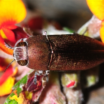 Melobasis propinqua (Propinqua jewel beetle) at Yarralumla, ACT - 17 Oct 2025 by Harrisi