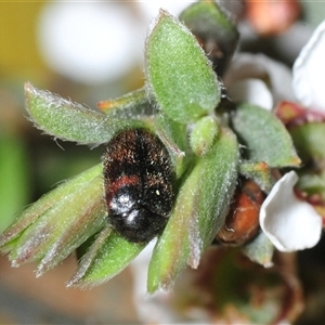 Dermestidae sp. (family) at Bruce, ACT - Yesterday by Harrisi