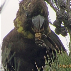 Calyptorhynchus lathami lathami (Glossy Black-Cockatoo) at Marulan, NSW - 17 Feb 2020 by GITM2