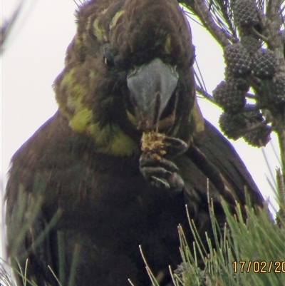 Calyptorhynchus lathami lathami (Glossy Black-Cockatoo) at Marulan, NSW - 17 Feb 2020 by GITM2