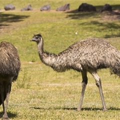 Dromaius novaehollandiae (Emu) at Uriarra Village, ACT - 17 Oct 2025 by PeteRav