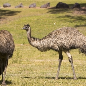 Dromaius novaehollandiae at Uriarra Village, ACT - Yesterday by PeteRav
