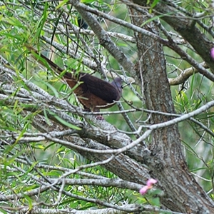 Macropygia phasianella (Brown Cuckoo-dove) at Jerrara, NSW - Yesterday by plants