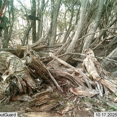 Tachyspiza fasciata (Brown Goshawk) at Wirlinga, NSW - 17 Oct 2025 by RobCook