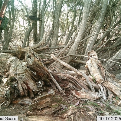 Tachyspiza fasciata (Brown Goshawk) at Wirlinga, NSW - 17 Oct 2025 by RobCook