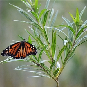 Danaus plexippus at Jerrara, NSW - Yesterday by plants