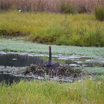Cygnus atratus (Black Swan) at  - suppressed by plants
