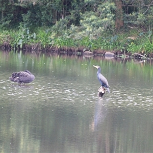 Phalacrocorax carbo (Great Cormorant) at Jerrara, NSW - Yesterday by plants