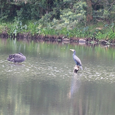 Phalacrocorax carbo (Great Cormorant) at Jerrara, NSW - 17 Oct 2025 by plants