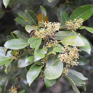 Cryptocarya glaucescens (Bolly Laurel) at Jerrara, NSW - Yesterday by plants