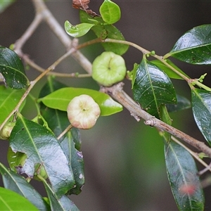 Glochidion ferdinandi var. ferdinandi (Cheese Tree) at Jerrara, NSW - Yesterday by plants
