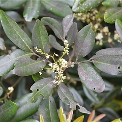 Guioa semiglauca (Wild Quince) at Jerrara, NSW - 17 Oct 2025 by plants