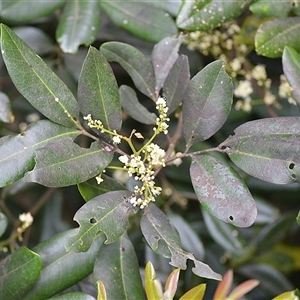 Guioa semiglauca (Wild Quince) at Jerrara, NSW - Yesterday by plants