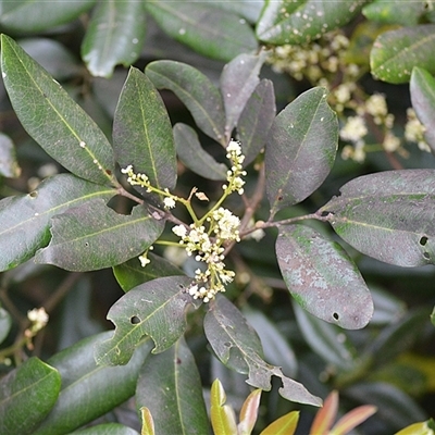 Guioa semiglauca (Wild Quince) at Jerrara, NSW - 17 Oct 2025 by plants